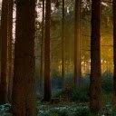old forest  screen for extension Chrome web store in OffiDocs Chromium