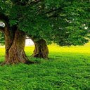 Old trees and green grass wallpaper  screen for extension Chrome web store in OffiDocs Chromium