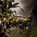 Olives  screen for extension Chrome web store in OffiDocs Chromium