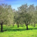 Olive Tree  screen for extension Chrome web store in OffiDocs Chromium