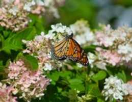 免费下载 O Monarch, How Beautiful Are Thy Wings 免费照片或图片可使用 GIMP 在线图像编辑器进行编辑