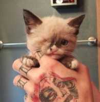 Free download One-eyed kitten - JPG file free photo or picture to be edited with GIMP online image editor