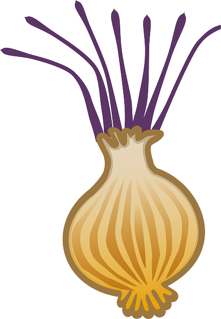 Onion Allium Brown Bulb - Free vector graphic on Pixabay GIMP online editor free Free download Onion Allium Brown Bulb - Free vector graphic on Pixabay free illustration to be edited with GIMP free online image editor