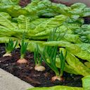 onion and lettuce wallpaper  screen for extension Chrome web store in OffiDocs Chromium