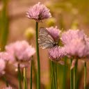 Onion flowers  screen for extension Chrome web store in OffiDocs Chromium