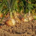 Onions are in good season  screen for extension Chrome web store in OffiDocs Chromium