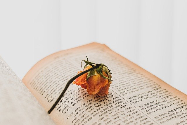 Free download open book dried rose bookworm free picture to be edited with GIMP free online image editor
