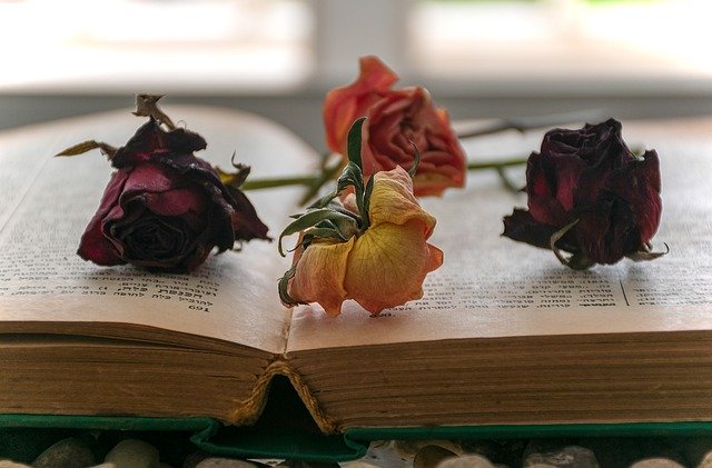 Free download open book dried roses bookworm free picture to be edited with GIMP free online image editor