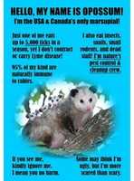 Free download opossum facts free photo or picture to be edited with GIMP online image editor