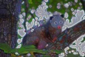 Free download Opossum Family free photo or picture to be edited with GIMP online image editor
