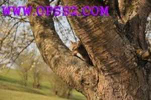 Free download OPSS (1) free photo or picture to be edited with GIMP online image editor