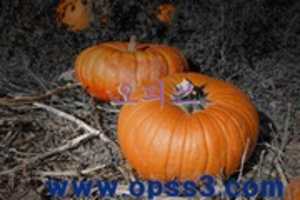 Free download opss (224) free photo or picture to be edited with GIMP online image editor