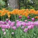 Orange and Purple Tulips  screen for extension Chrome web store in OffiDocs Chromium