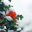 Orange and snowy fruit  screen for extension Chrome web store in OffiDocs Chromium