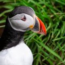 Orange Beak Bird  screen for extension Chrome web store in OffiDocs Chromium