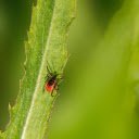 Orange Beetle on the Leaf  screen for extension Chrome web store in OffiDocs Chromium