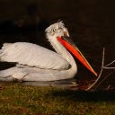 Orange billed pelican  screen for extension Chrome web store in OffiDocs Chromium