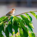Orange brown bird  screen for extension Chrome web store in OffiDocs Chromium