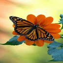 Orange butterfly pea flower wallpaper  screen for extension Chrome web store in OffiDocs Chromium