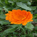 Orange Chrysanthemum Wallpaper  screen for extension Chrome web store in OffiDocs Chromium