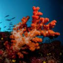 Orange Coral Dust  screen for extension Chrome web store in OffiDocs Chromium