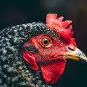 Orange eyed chicken with red comb  screen for extension Chrome web store in OffiDocs Chromium