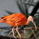 Orange feathered long beaked bird  screen for extension Chrome web store in OffiDocs Chromium