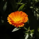 Free download Orange Flower -  free photo or picture to be edited with GIMP online image editor