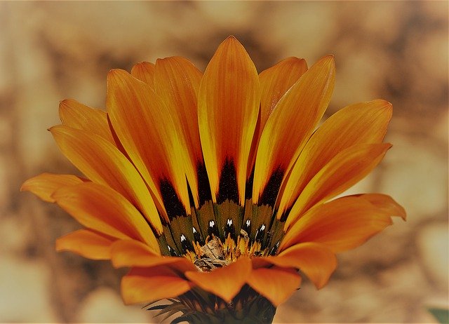 Free download orange flower garden spring flora free picture to be edited with GIMP free online image editor
