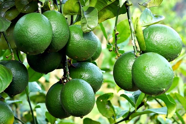 Free download orange fruit tree green fresh free picture to be edited with GIMP free online image editor