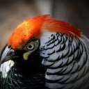 Orange headed chicken  screen for extension Chrome web store in OffiDocs Chromium