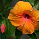 Orange hibiscus blooms  screen for extension Chrome web store in OffiDocs Chromium