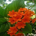 Orange iridescent flower wallpaper  screen for extension Chrome web store in OffiDocs Chromium
