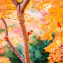 Orange Leafed Tree  screen for extension Chrome web store in OffiDocs Chromium