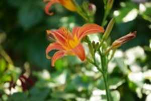 Free download Orange Lily (Lilium bulbiferum) free photo or picture to be edited with GIMP online image editor