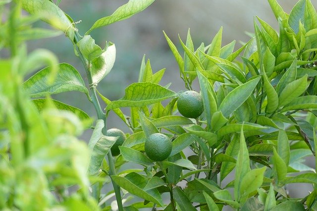 Free download orange my favorit fruit free picture to be edited with GIMP free online image editor