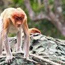 Orange pink monkey ape  screen for extension Chrome web store in OffiDocs Chromium