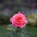 Orange Pink Rose  screen for extension Chrome web store in OffiDocs Chromium