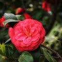 Orange Red Camellia  screen for extension Chrome web store in OffiDocs Chromium