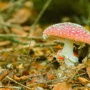 orange red dwarf mushroom  screen for extension Chrome web store in OffiDocs Chromium