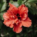 Orange Red Hibiscus  screen for extension Chrome web store in OffiDocs Chromium