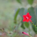 Orange red star flowers  screen for extension Chrome web store in OffiDocs Chromium