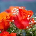 Orange rose bouquet  screen for extension Chrome web store in OffiDocs Chromium