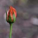 Orange rose buds clustered  screen for extension Chrome web store in OffiDocs Chromium