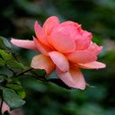 Orange Rose Wallpaper  screen for extension Chrome web store in OffiDocs Chromium