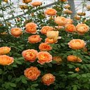 Orange Rose Wallpaper  screen for extension Chrome web store in OffiDocs Chromium