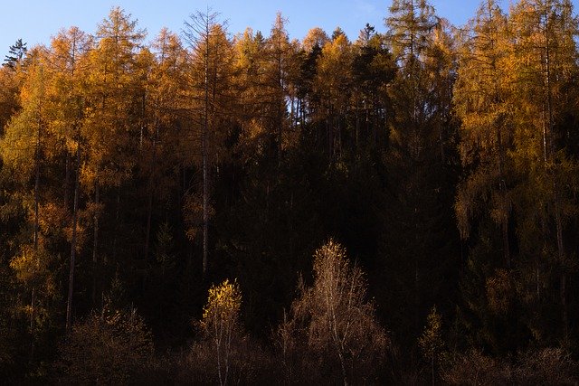 Muat turun percuma pokok oren musim luruh musim luruh gambar percuma alam semula jadi untuk diedit dengan editor imej dalam talian percuma GIMP