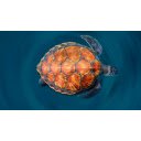 Orange Turtle  screen for extension Chrome web store in OffiDocs Chromium