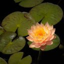 Orange water lily  screen for extension Chrome web store in OffiDocs Chromium