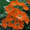 Orange Wild Rose Wallpaper  screen for extension Chrome web store in OffiDocs Chromium